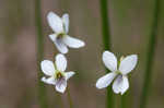 Bog white violet